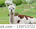 White and brown alpacas in an outdoor animal park habitat 139713722
