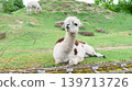 White and brown alpacas in an outdoor animal park habitat 139713726