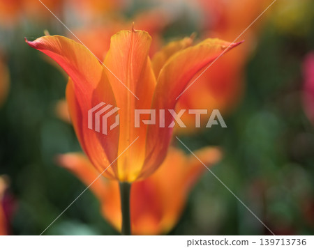 Tulips bloomed brightly on a sunny April day. Tulips bloomed brightly on a sunny April day. 139713736