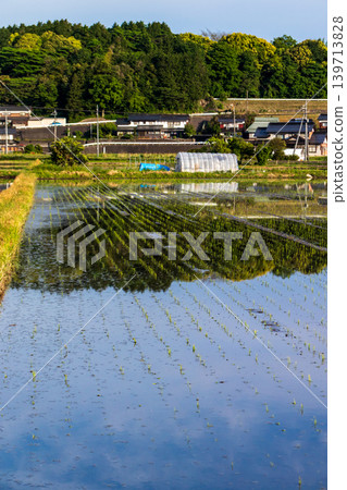 Rural scenery reflected in rice paddies after planting. Rural scenery reflected in rice paddies after planting. 139713828