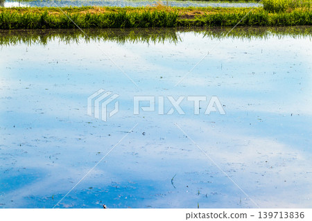 A rural landscape reflected in a rice paddy filled with water before rice planting. A rural landscape reflected in a rice paddy filled with water before rice planting. 139713836
