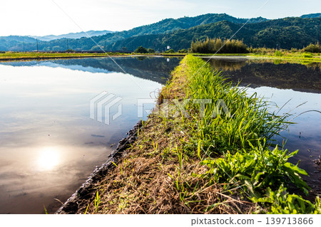A rural landscape reflected in a rice paddy filled with water before rice planting. A rural landscape reflected in a rice paddy filled with water before rice planting. 139713866