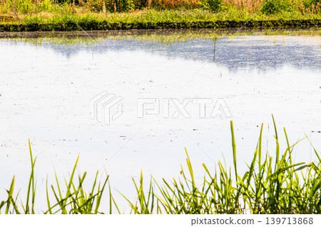 A rural landscape reflected in a rice paddy filled with water before rice planting. A rural landscape reflected in a rice paddy filled with water before rice planting. 139713868
