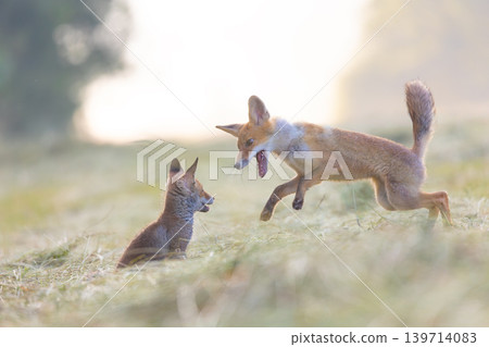 Pair of cute fox cubs is playing in the field. Pair of cute fox cubs is playing in the field. 139714083
