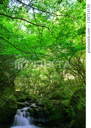 Waterfall flowing through the green Waterfall flowing through the green 139714130