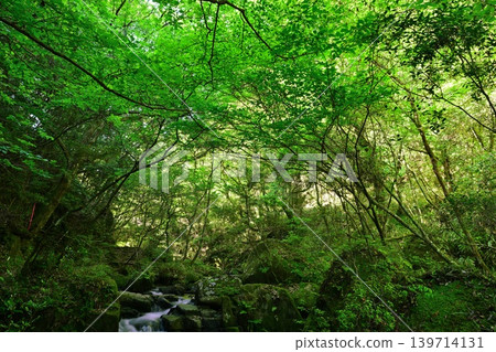 A photograph of a maple tree with its green leaves in the season of fresh greenery. A photograph of a maple tree with its green leaves in the season of fresh greenery. 139714131