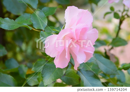 粉紅玫瑰(神戶布引香草園/兵庫縣神戶市中央區) 粉紅玫瑰(神戶布引香草園/兵庫縣神戶市中央區) 139714204