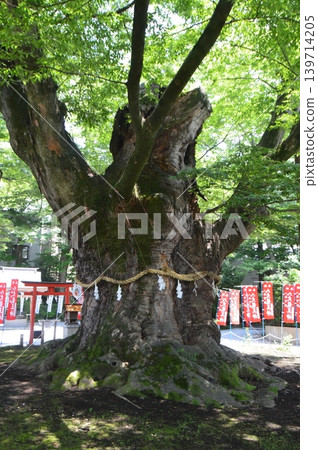 zilkova(Chichibu Imamiya Shrine /埼玉縣秩父市16-10 Nakamachi) zilkova(Chichibu Imamiya Shrine /埼玉縣秩父市16-10 Nakamachi) 139714205