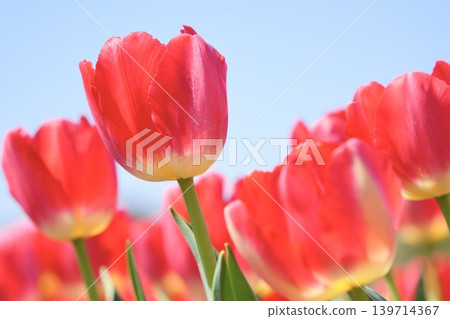Beautifully blooming red tulips - a spring scene Beautifully blooming red tulips - a spring scene 139714367