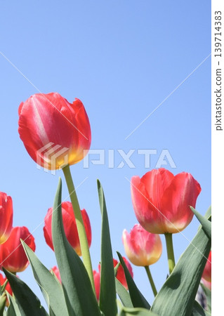 Beautifully blooming red tulips - a spring scene Beautifully blooming red tulips - a spring scene 139714383