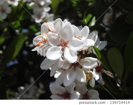 The Rhaphiolepis indica is a flowering tree that blooms with plum-like flowers in late spring. 139714414