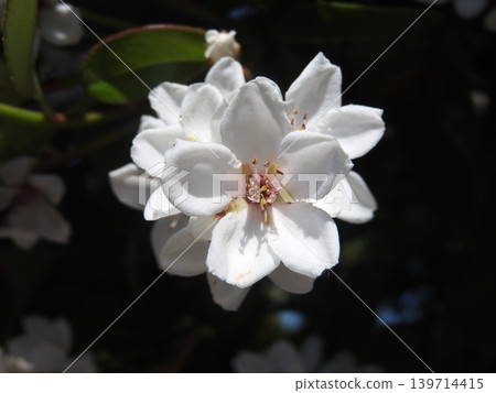 印度石竹是一種開花喬木,在晚春時節開出形狀像李子的花朵。 印度石竹是一種開花喬木,在晚春時節開出形狀像李子的花朵。 139714415