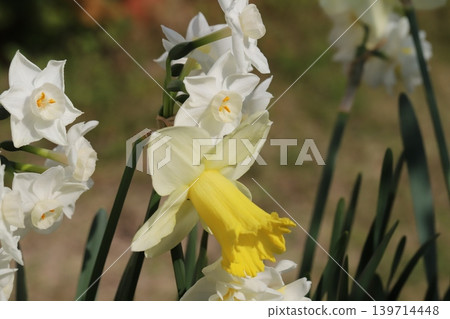 The trumpet daffodil, with its white petals and yellow corona, blooms in the spring garden. The trumpet daffodil, with its white petals and yellow corona, blooms in the spring garden. 139714448