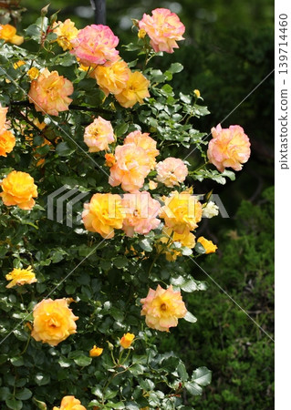 春意盎然，粉紅玫瑰盛開。 139714460