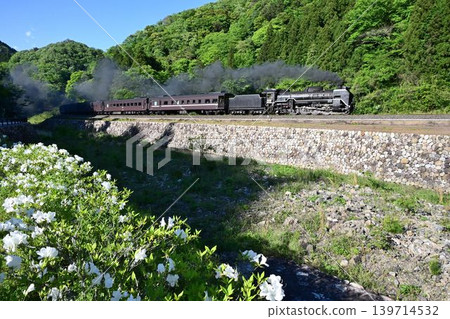 SL Yamaguchi train on the JR Yamaguchi Line, a popular photo spot, speeding through Shirai village amidst blooming azaleas. SL Yamaguchi train on the JR Yamaguchi Line, a popular photo spot, speeding through Shirai village amidst blooming azaleas. 139714532