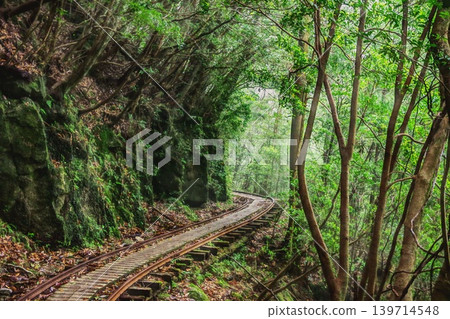 Walk along the trolley track all the way to the finish line, aiming for the Jomon Cedar, the largest cedar tree on Yakushima Island. Walk along the trolley track all the way to the finish line, aiming for the Jomon Cedar, the largest cedar tree on Yakushima Island. 139714548