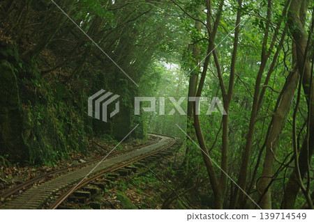 We made our way straight down the trail in the dim morning light, heading towards the Jomon Cedar. We made our way straight down the trail in the dim morning light, heading towards the Jomon Cedar. 139714549