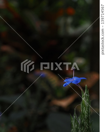 A macro photograph taken in the spring greenhouse of the botanical garden, showing a blue Verbena flower glistening with water droplets. A macro photograph taken in the spring greenhouse of the botanical garden, showing a blue Verbena flower glistening with water droplets. 139714567