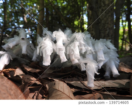 White saprophyte that does not photosynthesis "Ginryousou" White saprophyte that does not photosynthesis "Ginryousou" 139714605