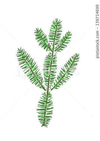 杉樹枝葉插圖(單幅),植物裝飾素材,透明背景,3 杉樹枝葉插圖(單幅),植物裝飾素材,透明背景,3 139714699
