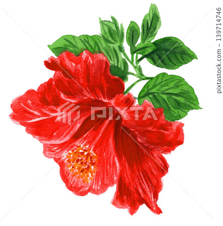 木槿花 26517 像素 7 木槿花 26517 像素 7 139714746