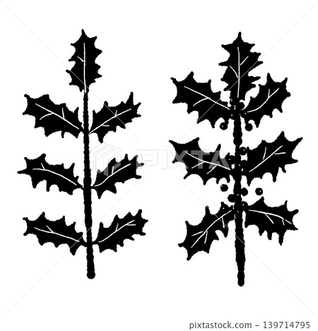 Holly branch and leaf monochrome line border illustration set with transparent background. Holly branch and leaf monochrome line border illustration set with transparent background. 139714795