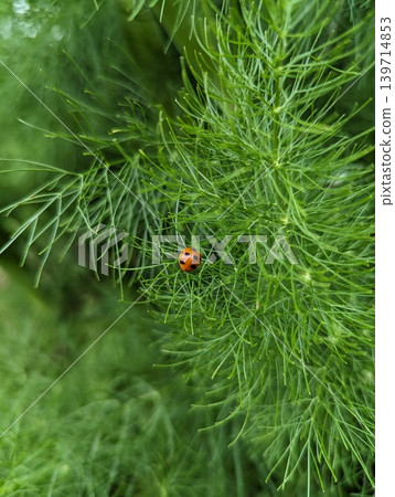 來到花園的瓢蟲 來到花園的瓢蟲 139714853