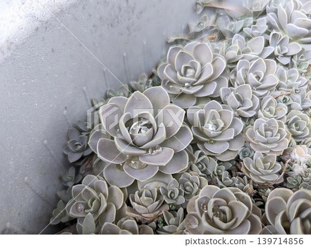 Succulents with water droplets collected after the rain. 139714856