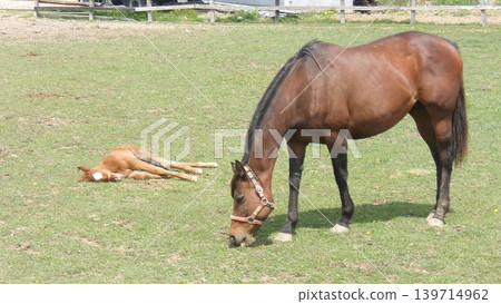 一匹胃口極佳的母馬和一匹正在安詳休息的小馬駒。 139714962