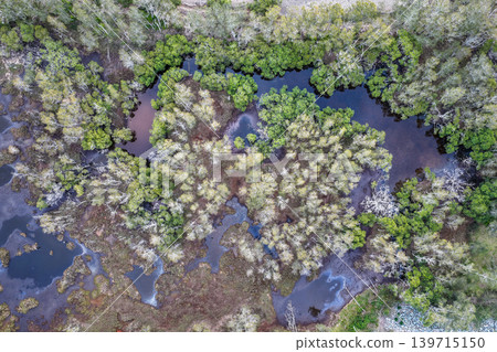 Aerial drone view looking straight down over wetland vegetation and tree canopy at the edge of Wallis Lake in Pipers Bay, Forster, New South Wales, Australia. Aerial drone view looking straight down over wetland vegetation and tree canopy at the edge of Wallis Lake in Pipers Bay, Forster, New South Wales, Australia. 139715150