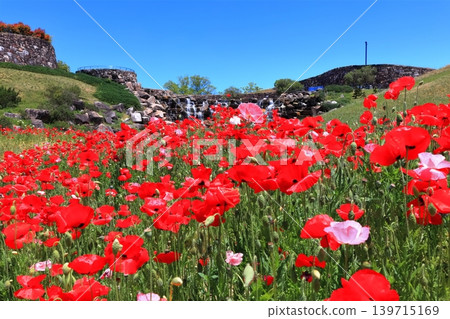 [Kagawa Prefecture] Springtime at Sanuki Mannou National Park (Shirley Poppies) 139715169