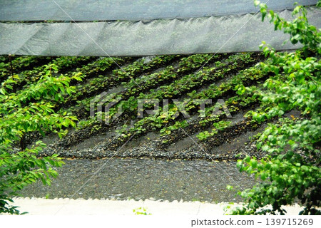 In early summer at Daio Wasabi Farm in Azumino City, Nagano Prefecture, wasabi plants are grown in the fields, fresh, cold water flows through them, and there is a waterwheel on the river. In early summer at Daio Wasabi Farm in Azumino City, Nagano Prefecture, wasabi plants are grown in the fields, fresh, cold water flows through them, and there is a waterwheel on the river. 139715269