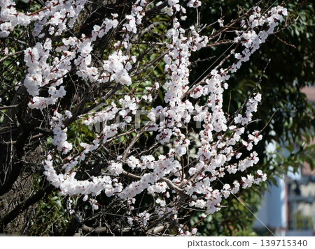 White flower White flower 139715340