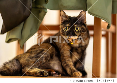 Sabi cat Sabi cat 139715671