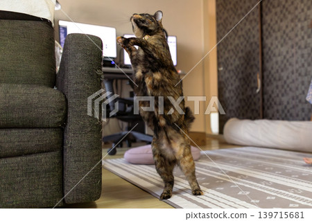Sabi cat 139715681