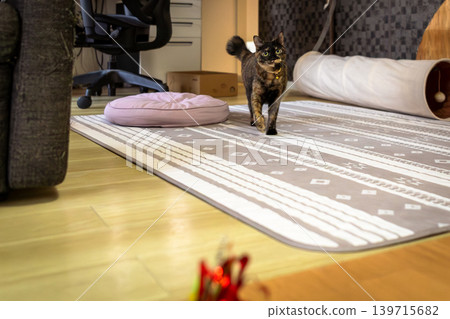 Sabi cat Sabi cat 139715682