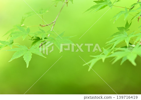 Vibrant green maple leaves Vibrant green maple leaves 139716419