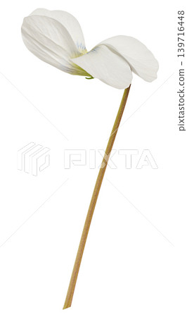 Elegant white flower of fragrant violet Viola odorata on a thin long stem Elegant white flower of fragrant violet Viola odorata on a thin long stem 139716448