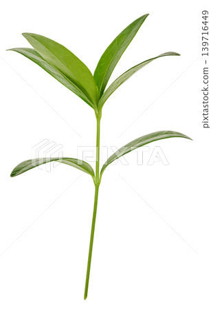 Periwinkle branch with green leaves on isolated background Periwinkle branch with green leaves on isolated background 139716449