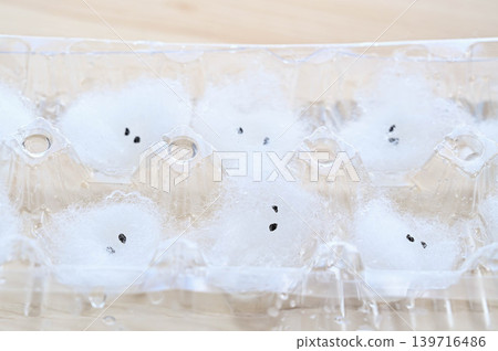 利用蛋包裝袋培育蔥種子 利用蛋包裝袋培育蔥種子 139716486