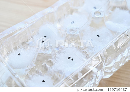 Germinating and growing green onion seeds using egg packs Germinating and growing green onion seeds using egg packs 139716487