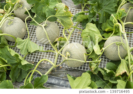 Greenhouse-grown melons are growing on wire racks, displaying lush green leaves and fruit. Greenhouse-grown melons are growing on wire racks, displaying lush green leaves and fruit. 139716495