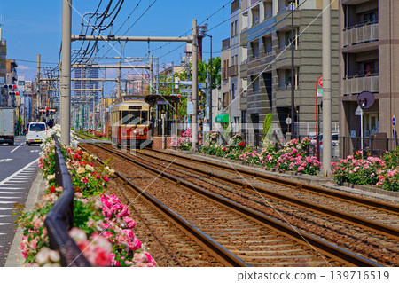 五顏六色的玫瑰花和都電彩票沿線的電車 五顏六色的玫瑰花和都電彩票沿線的電車 139716519
