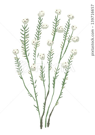 Cotton flower, wild branch, vertical single illustration, decorative element, transparent background. Cotton flower, wild branch, vertical single illustration, decorative element, transparent background. 139716657
