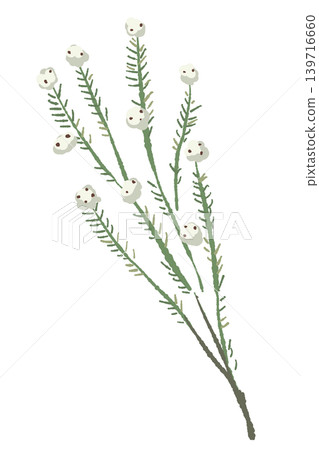 棉花花,野生枝條,斜向,單幅插圖,裝飾元素,透明背景。 棉花花,野生枝條,斜向,單幅插圖,裝飾元素,透明背景。 139716660