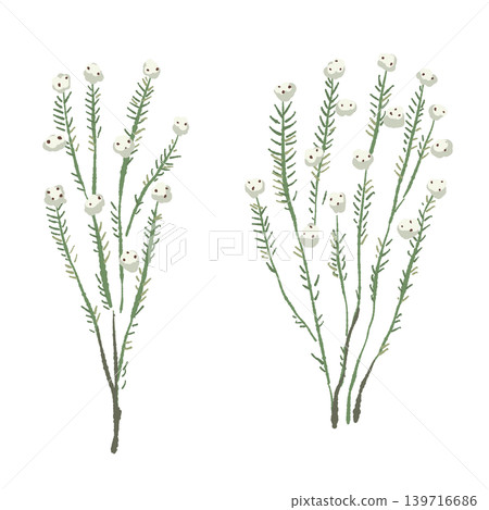 棉花野生枝條插圖套裝,植物裝飾素材,透明背景。 棉花野生枝條插圖套裝,植物裝飾素材,透明背景。 139716686