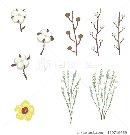 棉花漿果和野生樹枝的組合,裝飾品,透明背景。 棉花漿果和野生樹枝的組合,裝飾品,透明背景。 139716689