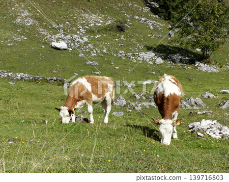 Free-roaming herd of cows in a mountain landscape Free-roaming herd of cows in a mountain landscape 139716803