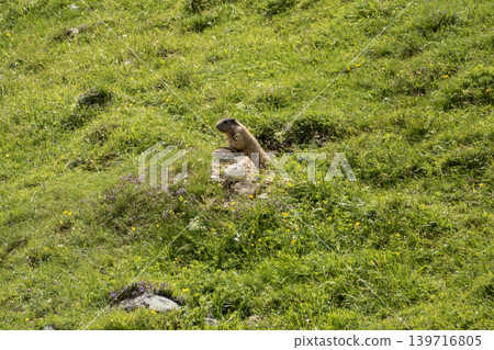 Alpine marmot (Marmota marmota) in high mountains, Karwendel Mountains in Austria Alpine marmot (Marmota marmota) in high mountains, Karwendel Mountains in Austria 139716805