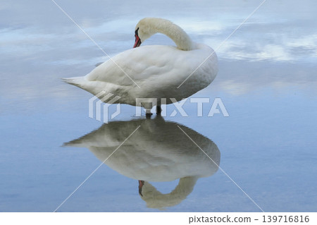 White swan at a lake White swan at a lake 139716816